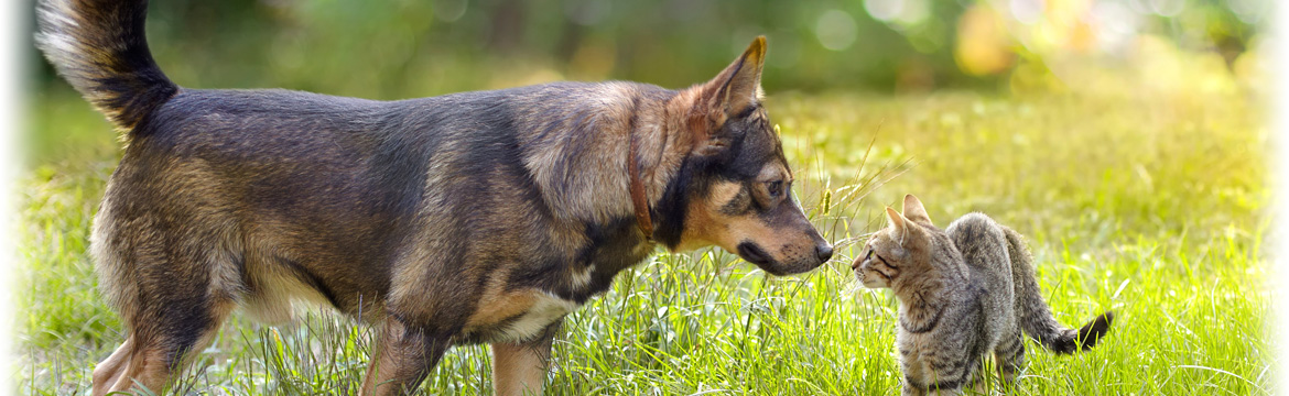 Veterinary Medications